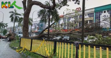 梳邦再也市厅近期行动    修整逾30年老树