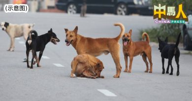 加影市会办研讨会 宣导流浪狗管理机制