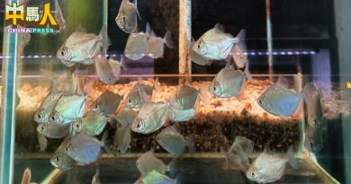 雪渔业局突检水族馆 充公102条 1.8万令吉违禁鱼