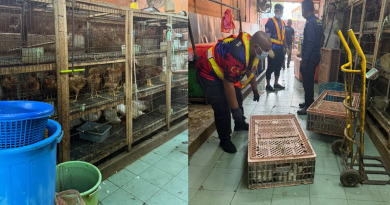 鸡鸭屠宰场多项违例 隆市局充公鸡鸭查封店面