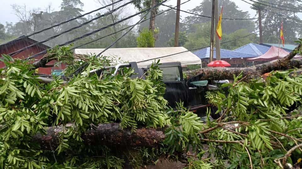 四驱货卡被倒树压毁。