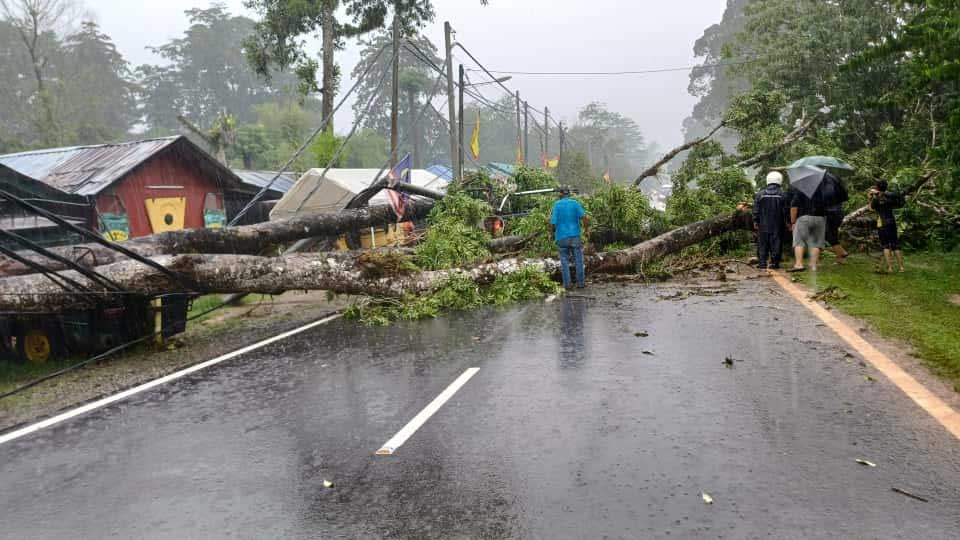 树倒砸四驱车 司机当场丧命