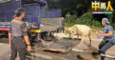 饲主放任到处游荡  牛只 押往牲畜扣留站