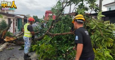 暴风雨袭仁嘉隆新村 6处突发树倒事故